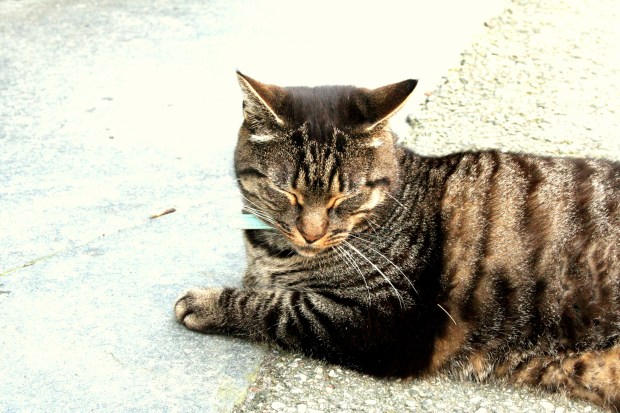 Köttur sleikir sólina í Gamle Bergen