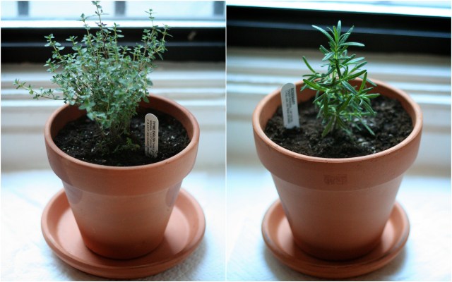 kryddjurtagarðurinn minn